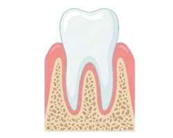 Healthy Gums